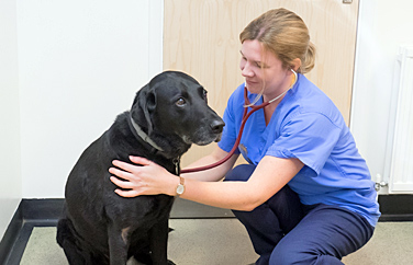 Cromwell Veterinary Group Ramsey Gallery Image 2