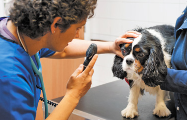 Cromwell Veterinary Group St Neots Gallery Image 2