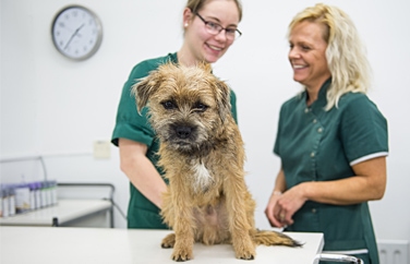 Donnachie & Townley Veterinary Centre Stafford Gallery Image 2
