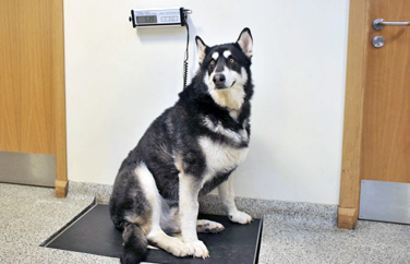 Eastcott Veterinary Clinic and Hospital Crickdale Road Gallery Image 2