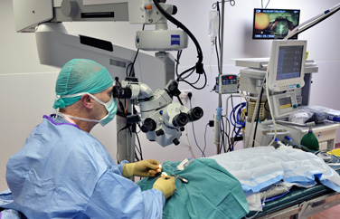 Eye Vet Gallery Image 1