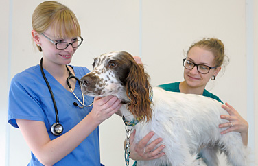 Gower Veterinary Surgery Gallery Image 2