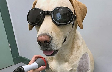 Greenside Veterinary Practice Jedburgh Gallery Image 3