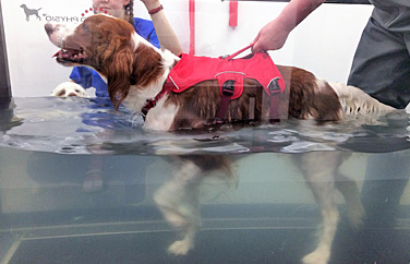 Greenside Veterinary Practice St Boswells Gallery Image 2