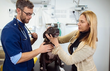 London Vet Specialists Gallery Image 1