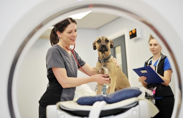 Northwest Veterinary Specialists Gallery Image 1