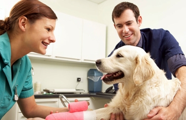 Northwest Veterinary Specialists Gallery Image 2