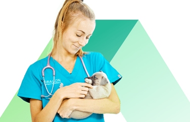 Paragon Veterinary Referrals Gallery Image 2