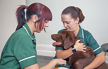 Park Vet Group Scraptoft Lane Gallery Image 2