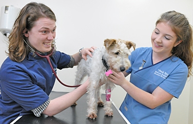 Peak Veterinary Practice Gallery Image 3