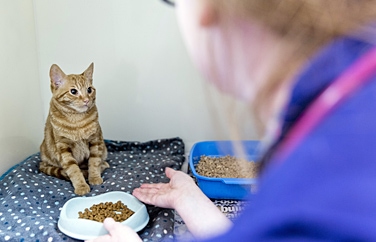 Pets 'n' Vets Blantyre Gallery Image 2