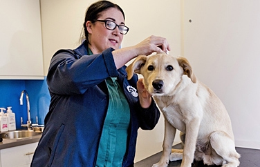 Pets 'n' Vets Crookfur Gallery Image 2