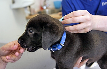 Pets 'n' Vets Hairmyres Gallery Image 3