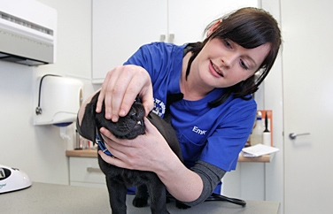 Pets 'n' Vets McDonald Vets QMD Gallery Image 3