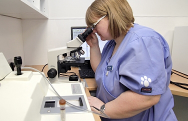 Pets 'n' Vets McDonald Vets Scotstoun Gallery Image 3