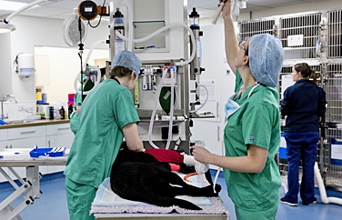 Pets 'n' Vets Roundhouse Vet Hospital Gallery Image 3