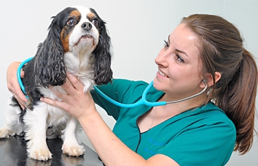 Shires Vets Eaton Park Gallery Image 2