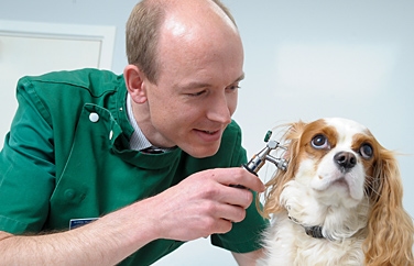 Shires Vets Gnosall Gallery Image 3