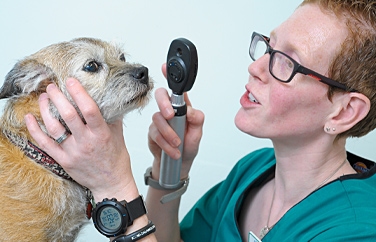 Shires Vets Stafford Gallery Image 2