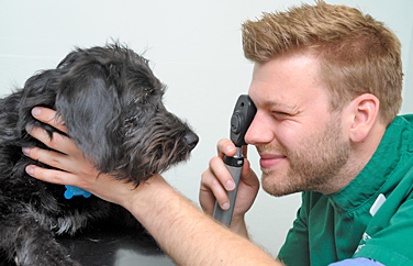 Shires Vets Stone Gallery Image 2