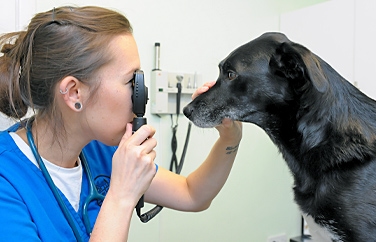 Spinney Vets Northampton Gallery Image 3