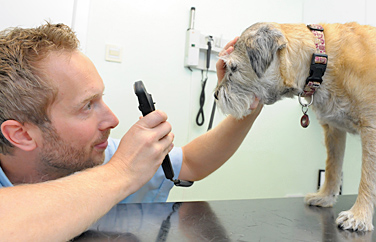 Spinney Vets Wootton Fields Gallery Image 2