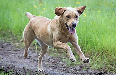St Anne's Veterinary Group Langney Gallery Image 3