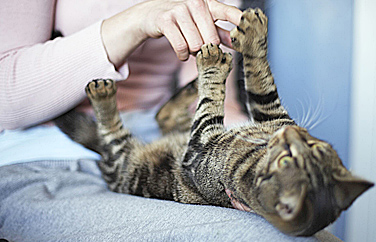 St Anne's Veterinary Group Willingdon Gallery Image 3