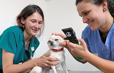 St. Clair Veterinary Group Cadham Gallery Image 2