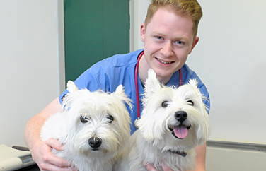 St. Clair Veterinary Group Woodside Gallery Image 2