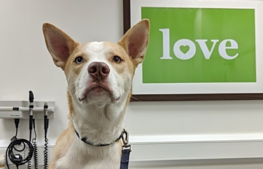 Vet4Life Surbiton Gallery Image 3