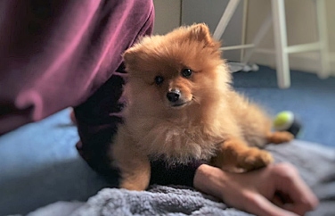 Vet4Life Teddington Gallery Image 2