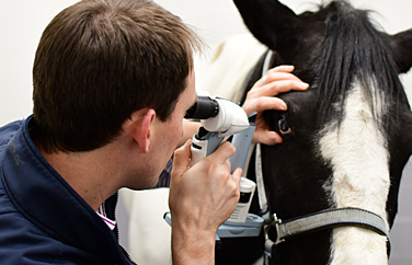 Veterinary Vision Glasgow Gallery Image 2