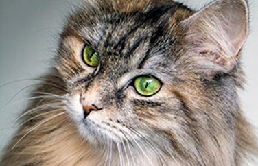 Village Vet (Berkhamsted) Gallery Image 1