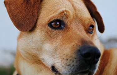 Village Vet (Berkhamsted) Gallery Image 2