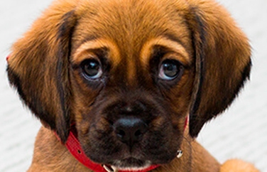 Village Vet (Berkhamsted) Gallery Image 3