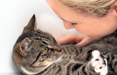 Village Vet (Brook Green) Gallery Image 3