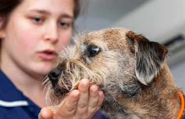 Village Vet (Chiswick) Gallery Image 3