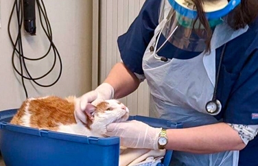 Village Vet (Cottenham) Gallery Image 2