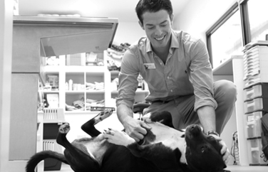 Village Vet (Ealing) Gallery Image 3