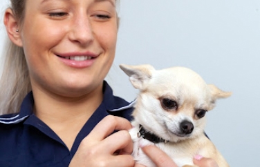 Village Vet (Garden Suburb) Gallery Image 2