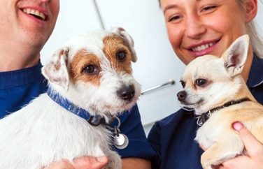 Village Vet (Garden Suburb) Gallery Image 3