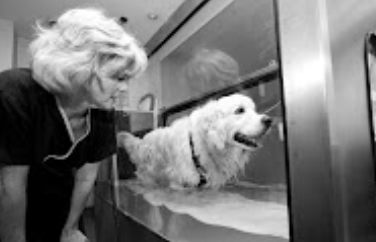 Village Vet (Highgate) Gallery Image 2