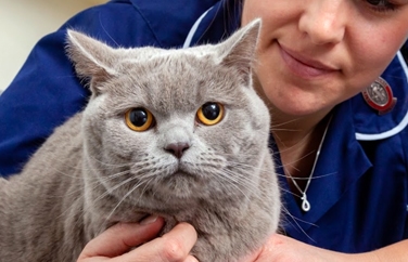 Village Vet (Maida Vale) Gallery Image 3