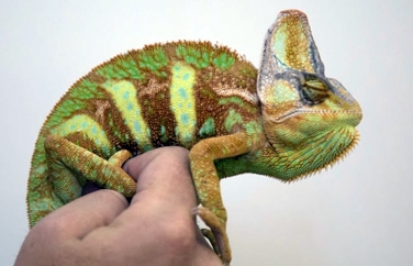 Village Vet (Palmers Green) Gallery Image 3