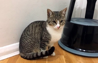 Village Vet (Primrose Hill) Gallery Image 3