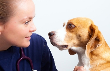 Village Vet (St Albans) Gallery Image 3