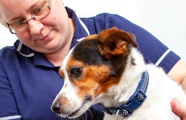 Village Vet (St Helens) Gallery Image 2