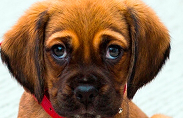 Village Vet (St Johns Wood) Gallery Image 3