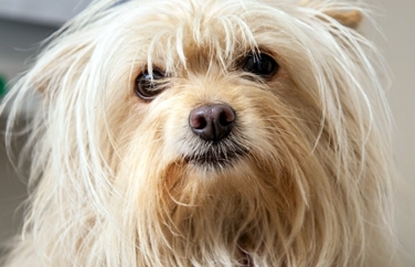 Village Vet (West Hampstead) Gallery Image 3